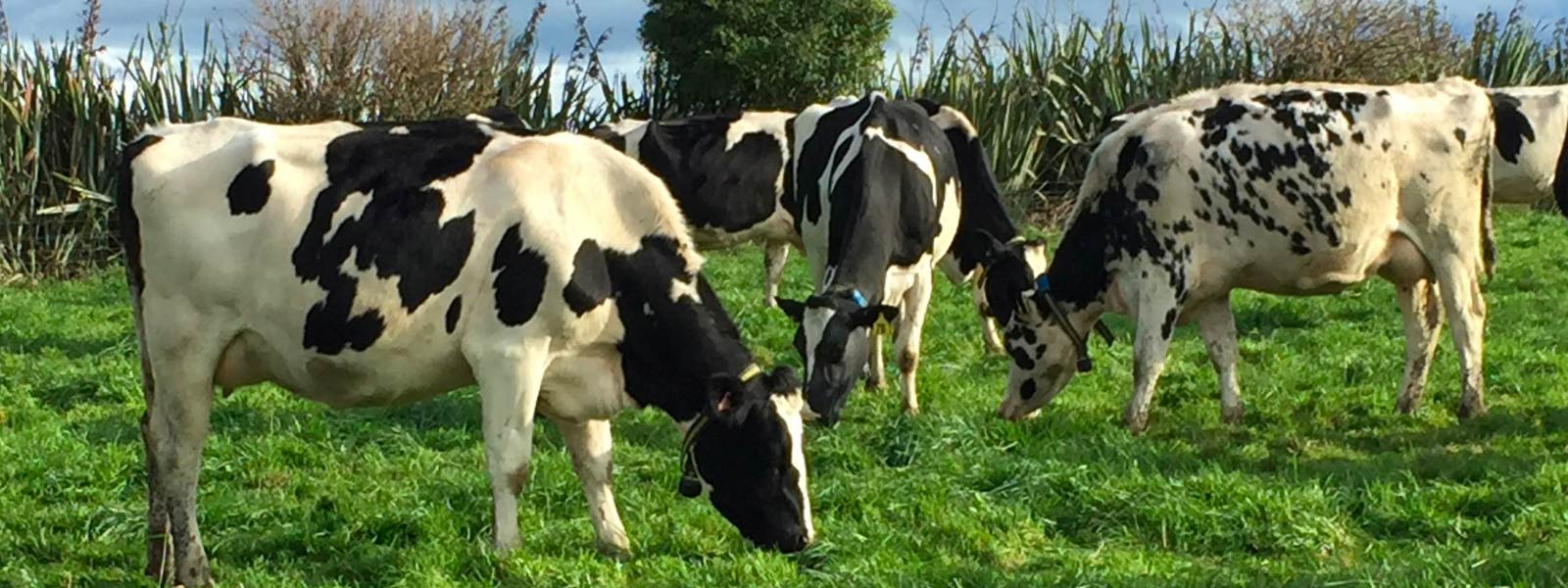 Dairy cows with collars