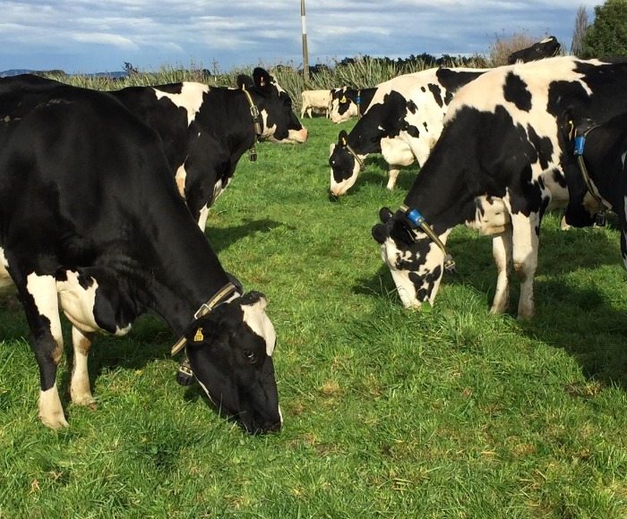 Dairy Cows with collars