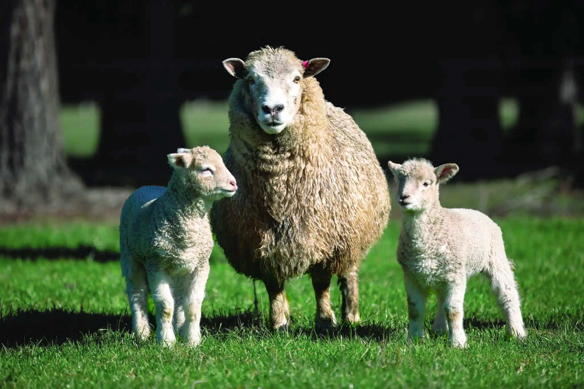 Sheep with twin lambs