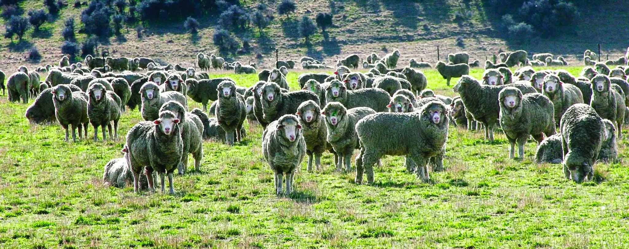 sheep on-farm Lindis Peaks