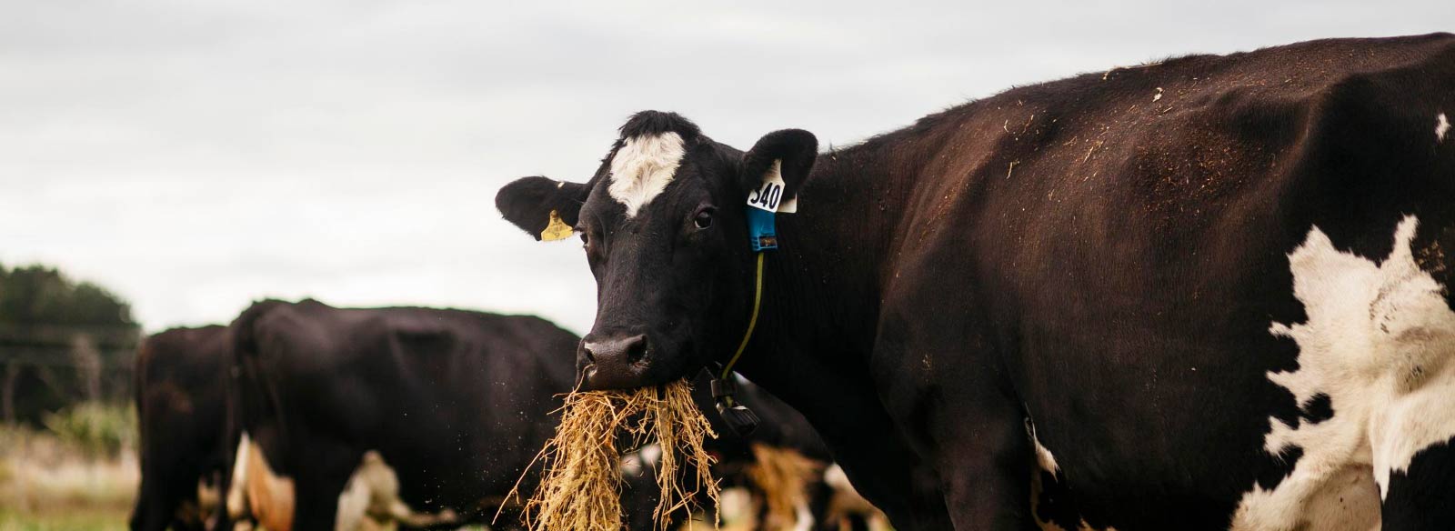 Dairy Cow eating hay with Allflex Tags and Collar