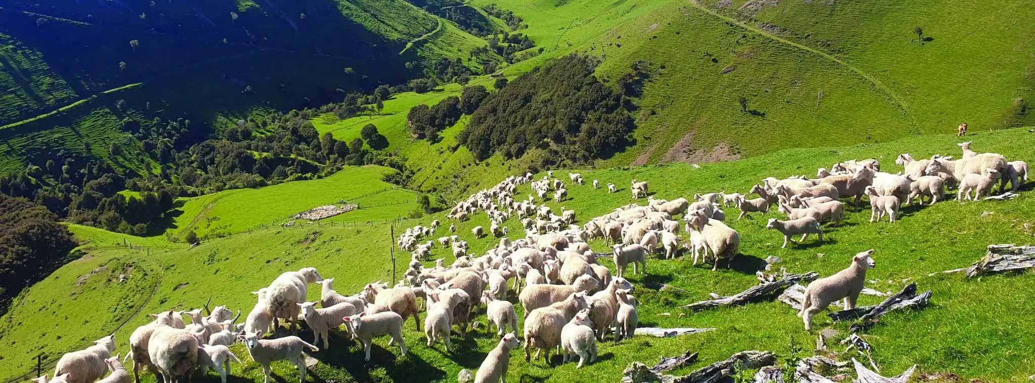 sheep on farm