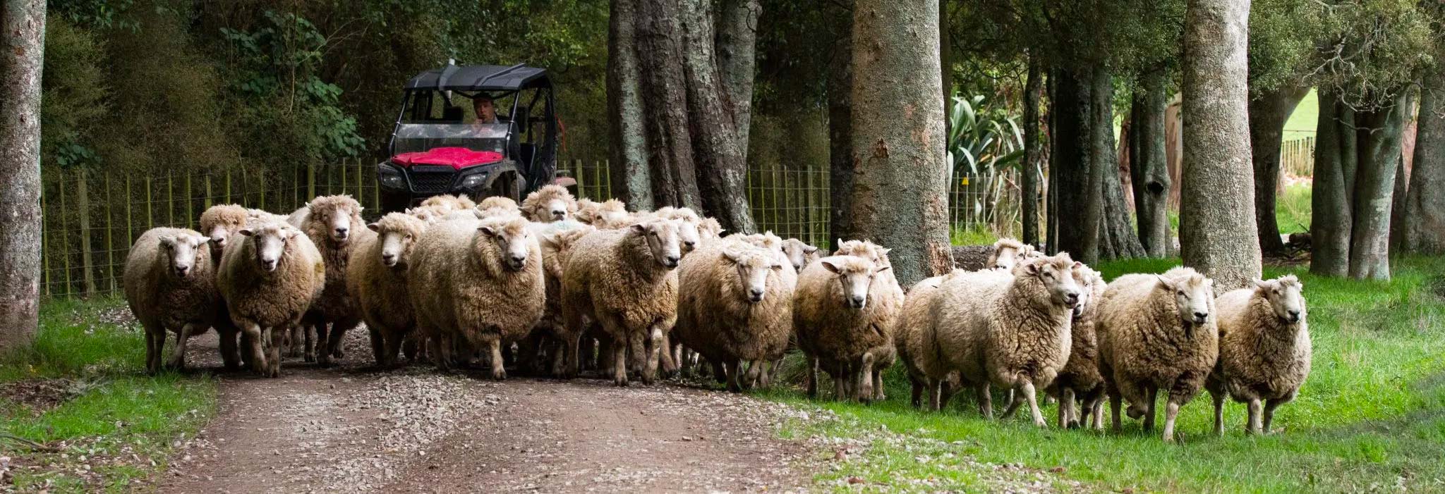 Ryan Teutenberg, Hinenui Genetics - Allflex Customer Story