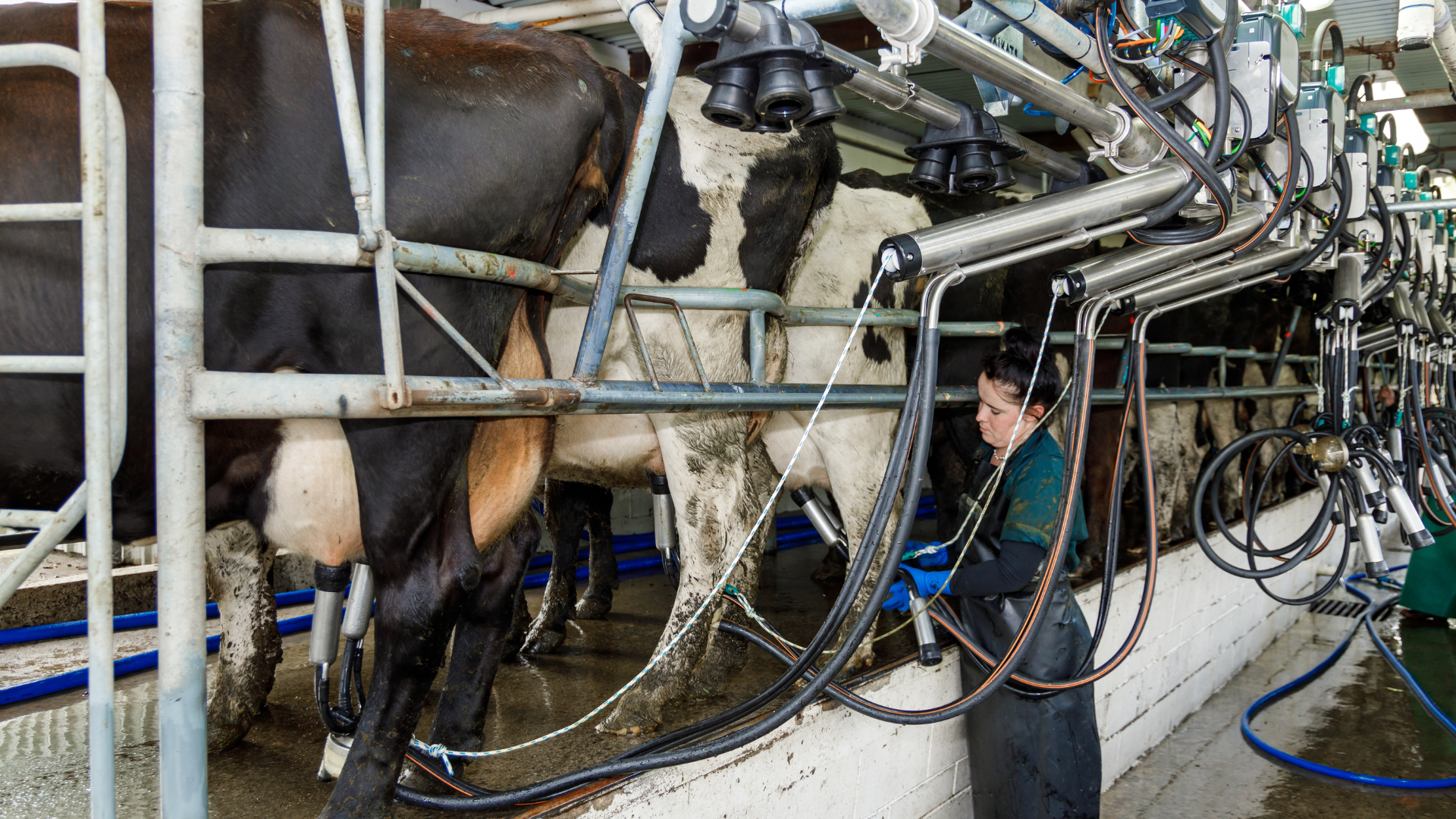 Twin Rocks Farm milking automation - Allflex