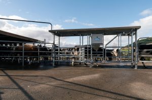 Draft Gates on-farm Te Awamutu