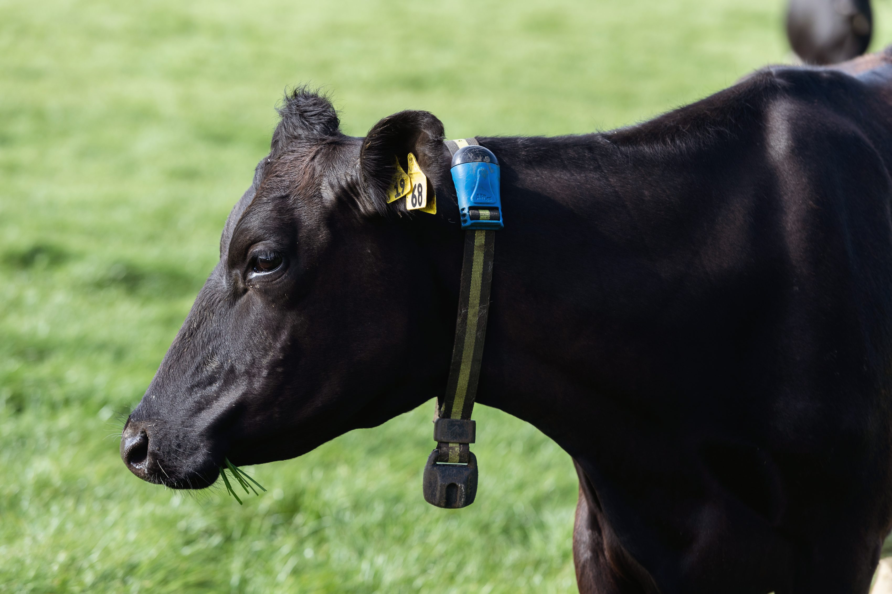 Herd grazing. Allflex herd monitoring