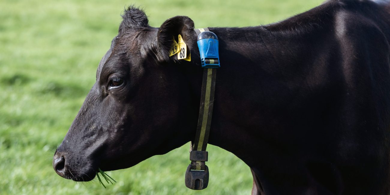 Herd grazing. Allflex herd monitoring