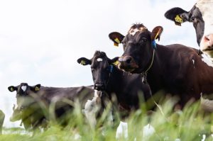 Herd grazing. Allflex herd monitoring