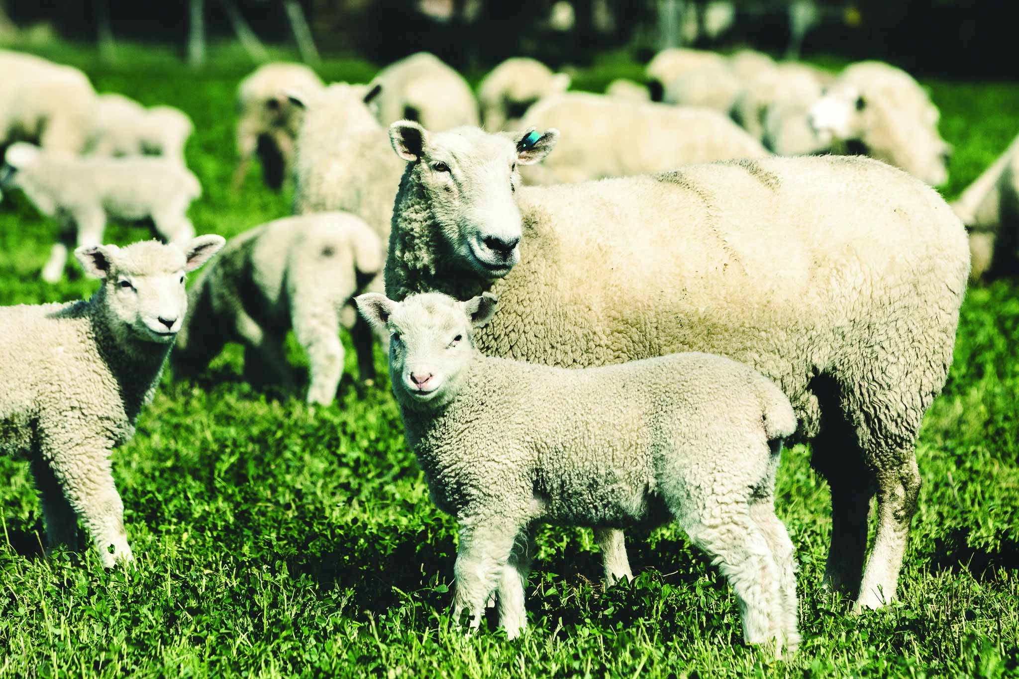 Avery Sheep Case – Investing in Allflex RapID tags now for better future performance