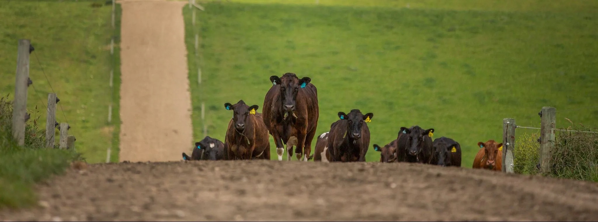 dairy cows walking down a race