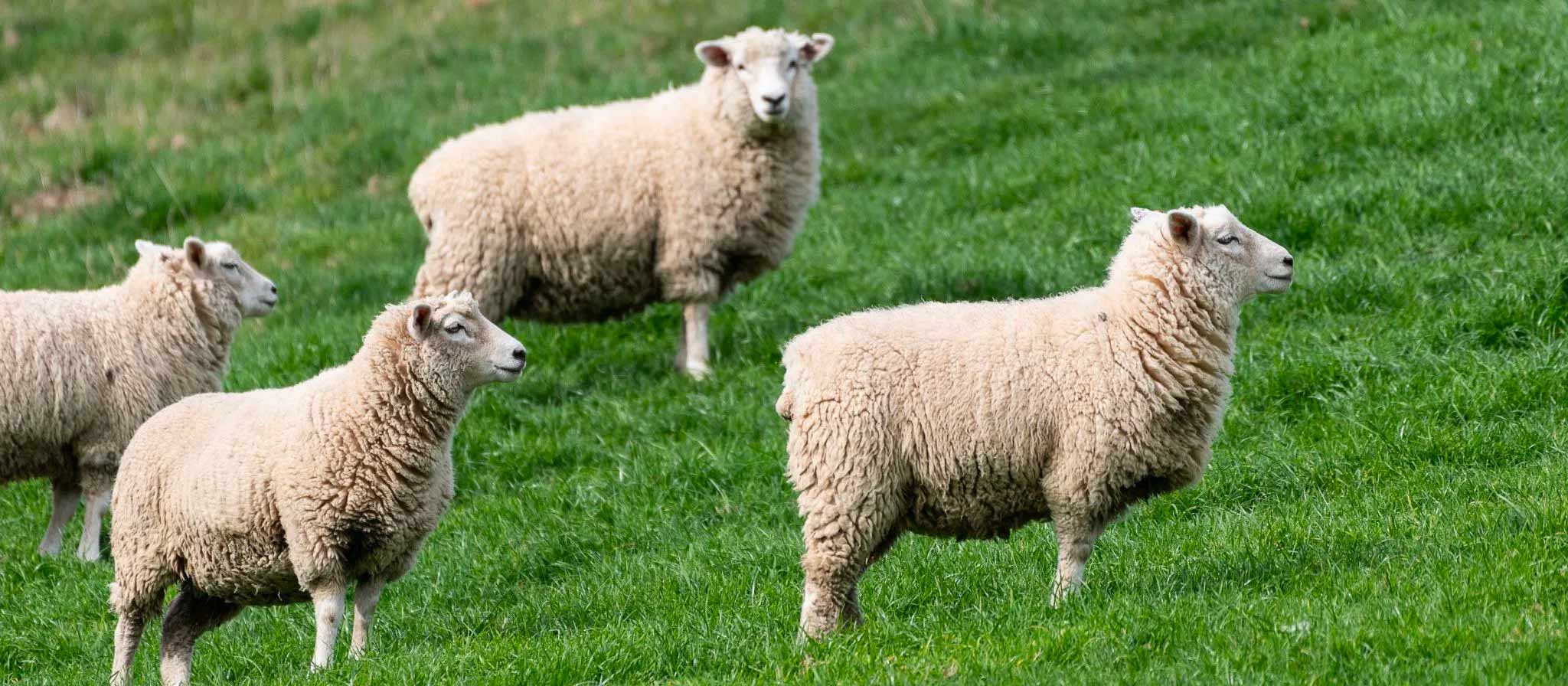 Wairarapa farm