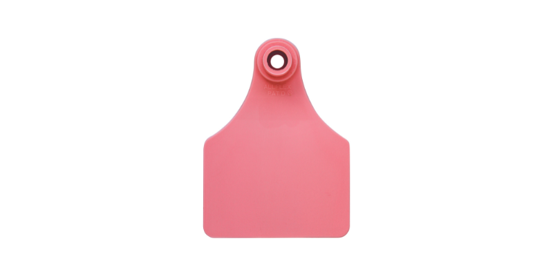 large female pink Allflex