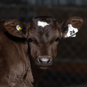 Allflex cattle tags