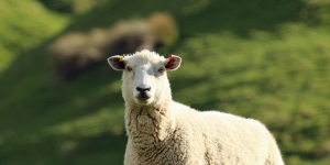 sheep banner Allflex