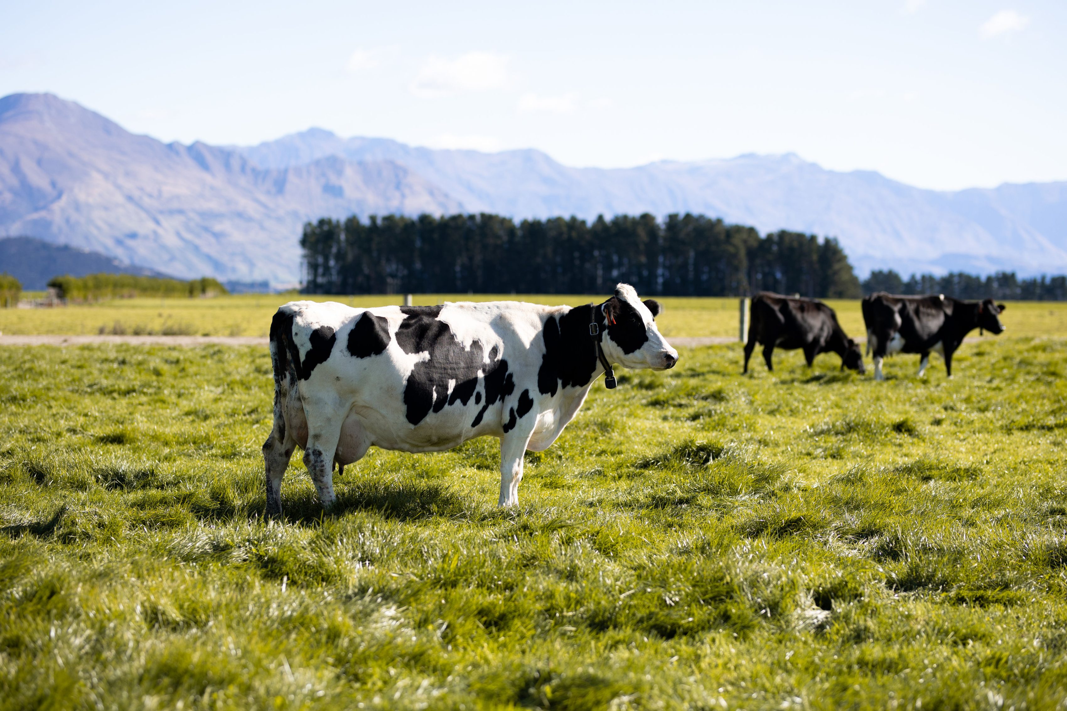 Devon Farms Cows with Collars