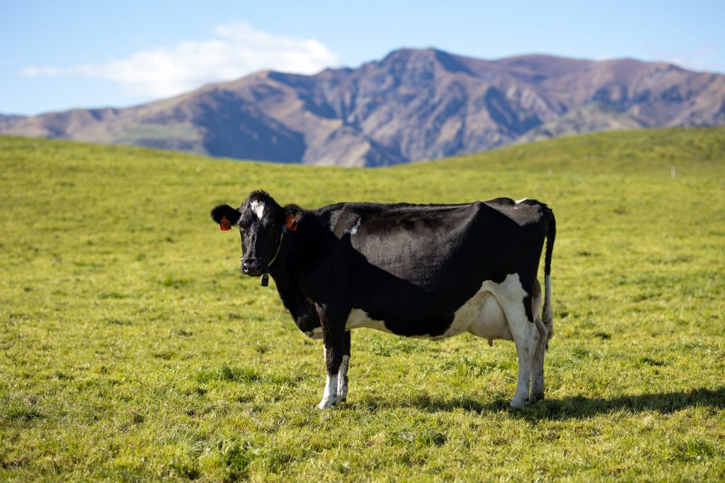 Devon Dairy Farms Cow with Collar