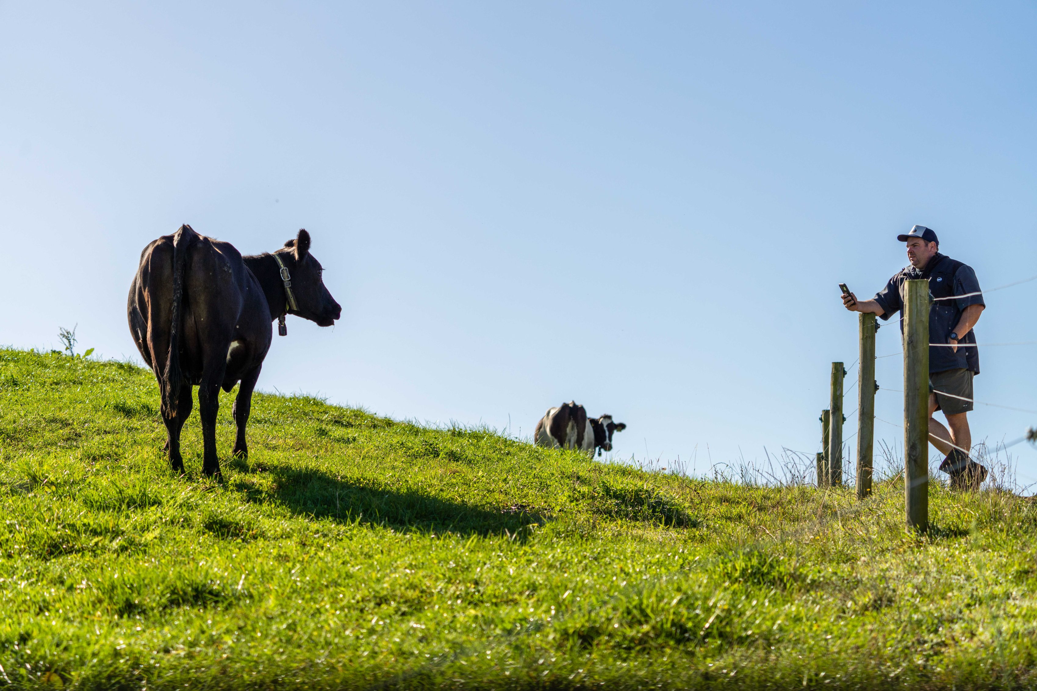 Jeff Peek We know Cow case study