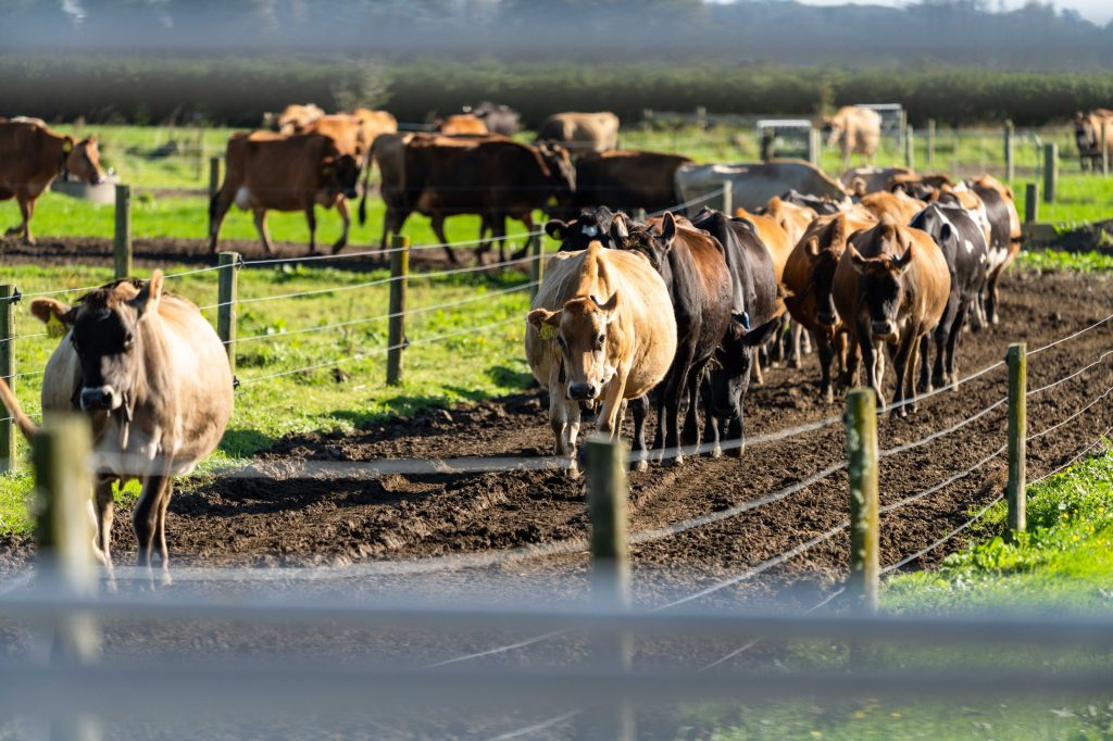 Mark Benns herd coming in