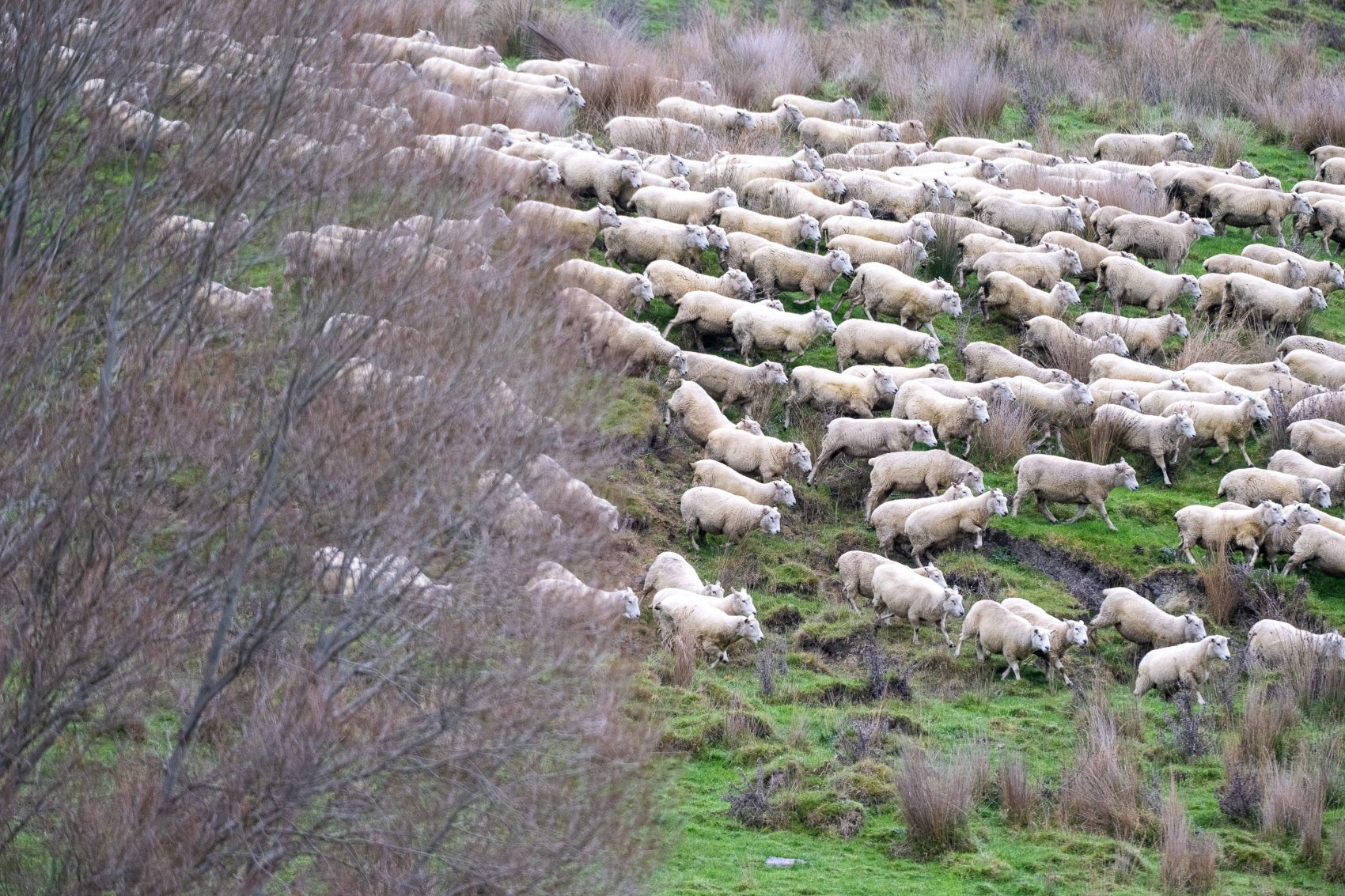 Sheep running on the hills at Te Temu Station 