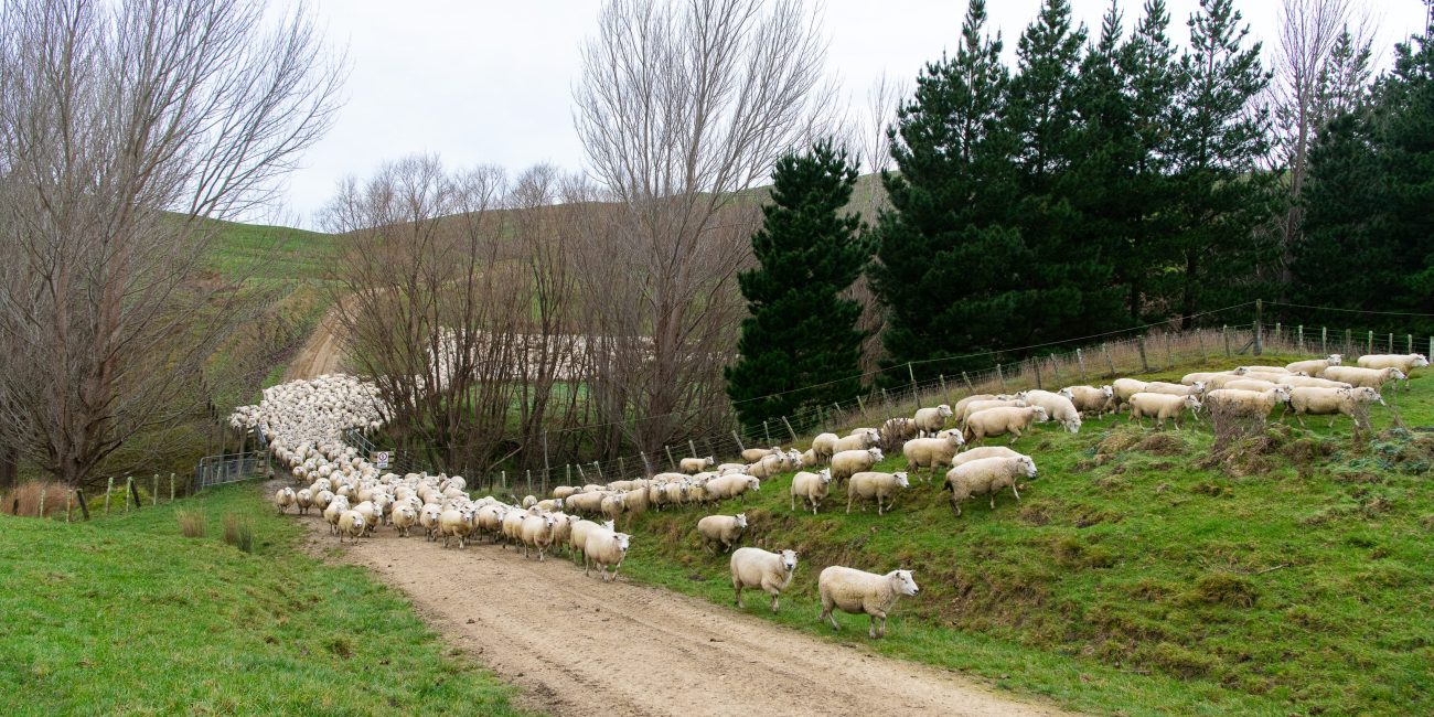 Sheep running along race