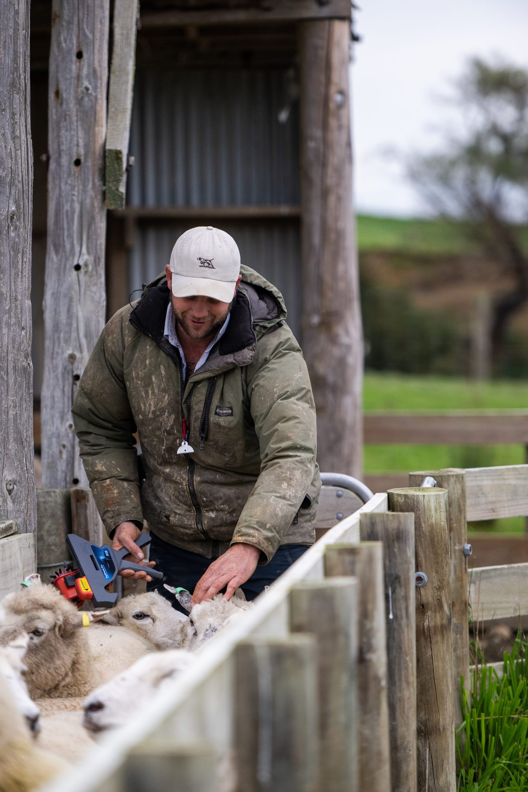 Jamie Pickens Tagging on farm