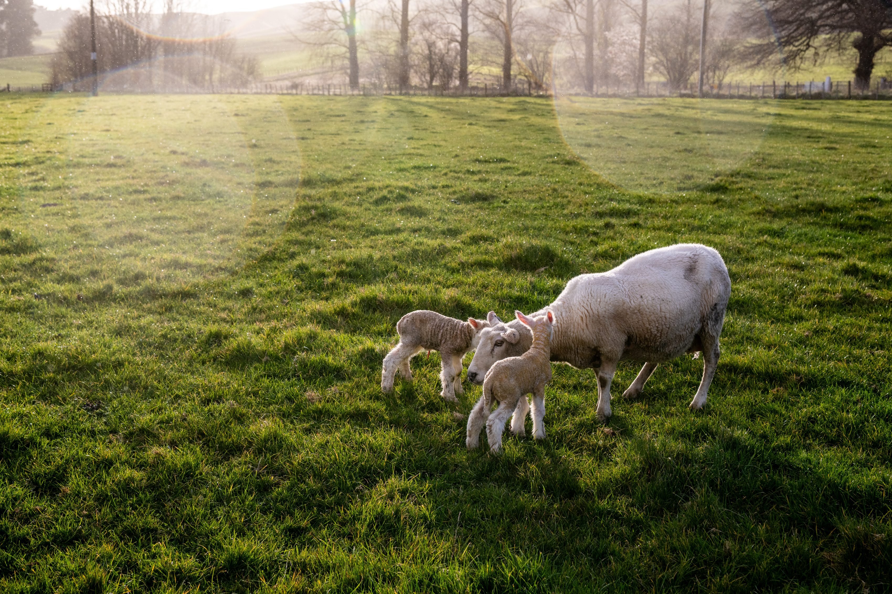 Ewe and Lambs at Marlow Genetics Hawkes Bay